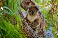 Koala - Phascolarctos cinereus 4678-1